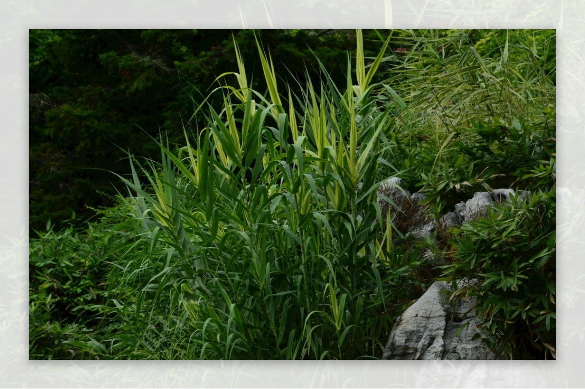 南植物园风景