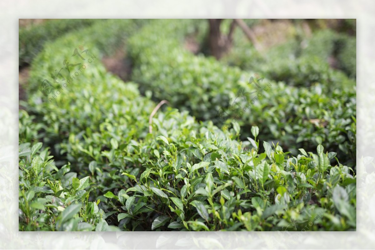 茶叶是大自然的味道-茶园摄影|摄影|人文/纪实摄影|Jewstudio_原创作品-站酷ZCOOL
