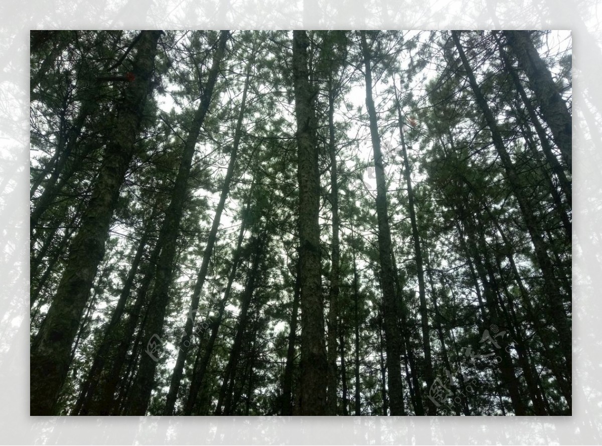 松树林