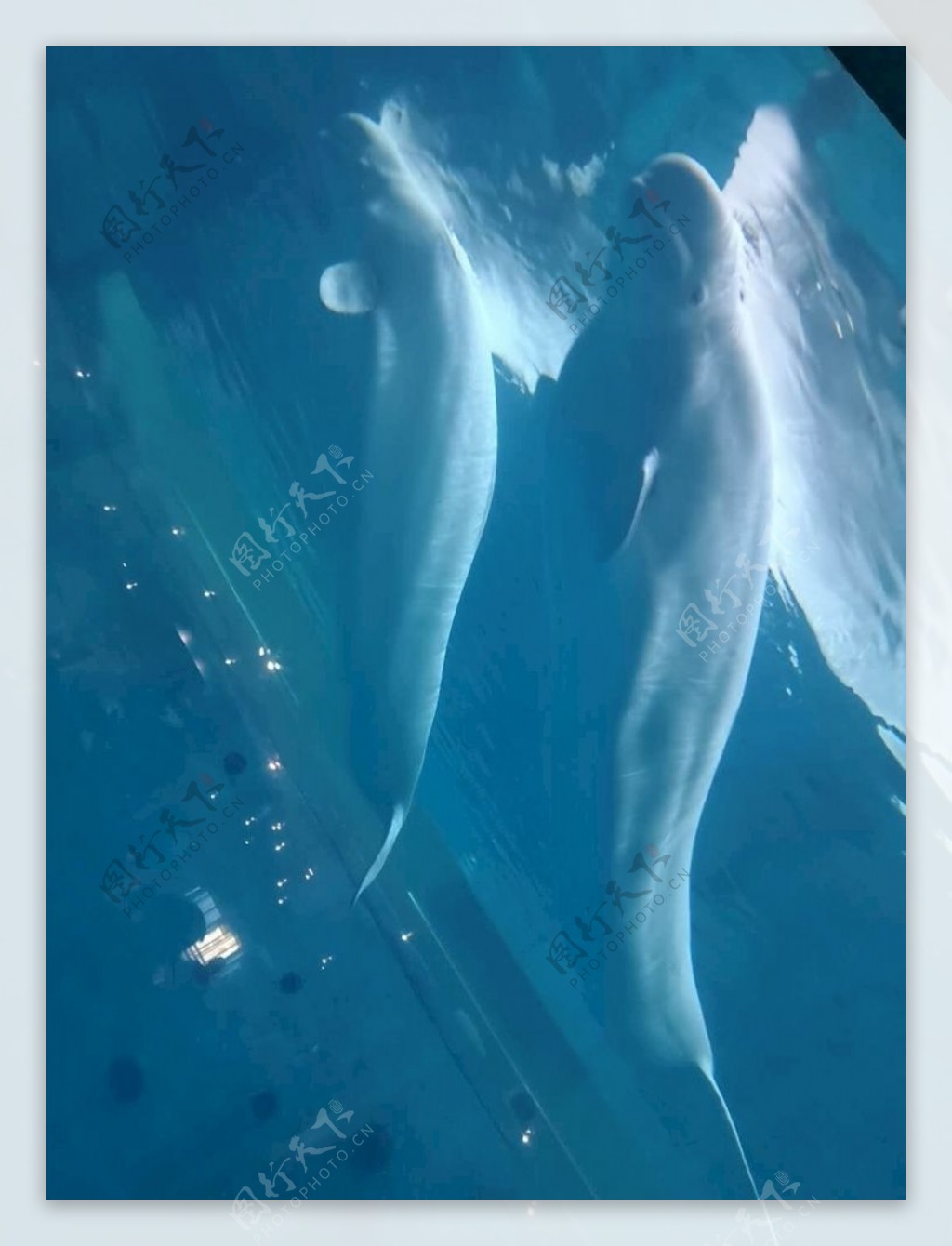 4K白鲸表演互动海洋世界海底世界视频素材_3840X2160_高清视频素材下载(编号:7330063)_实拍视频_光厂(VJ师网) www.vjshi.com