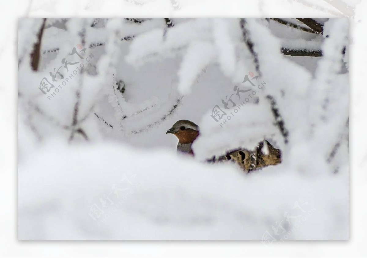 雪中鸟