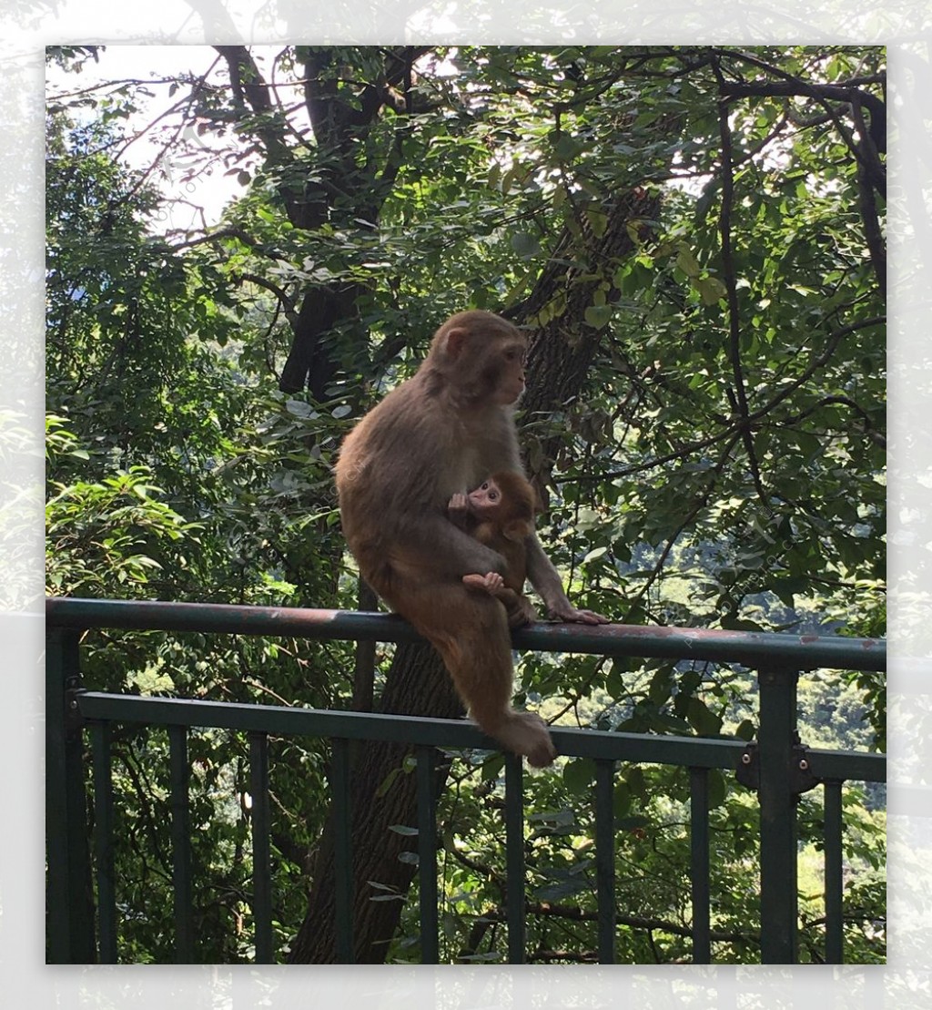 黔灵山公园的猴妈和猴宝
