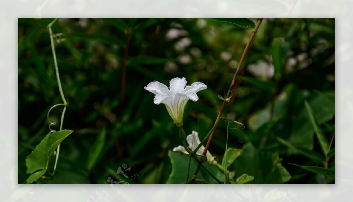 牵牛花