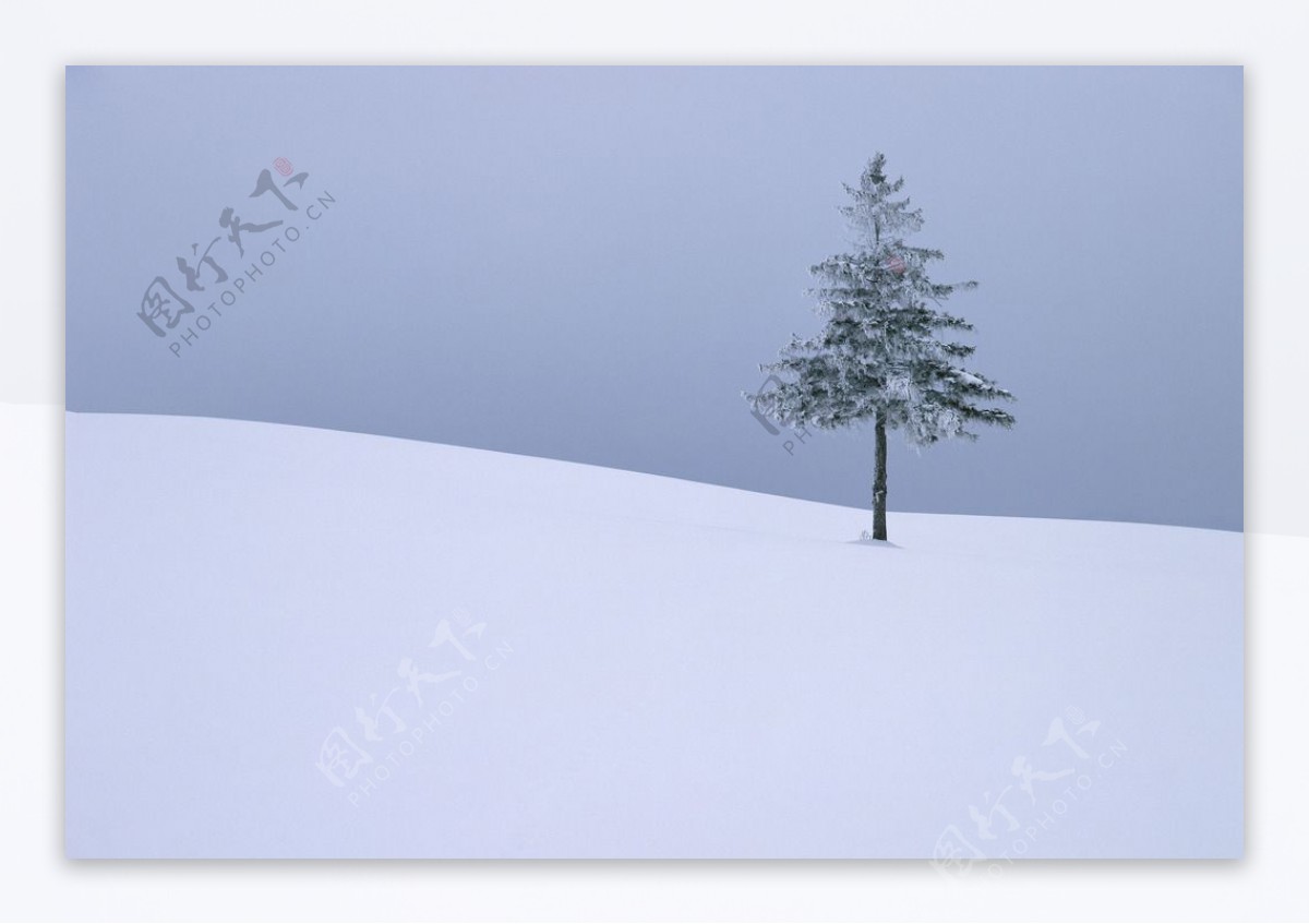 雪原上的松树