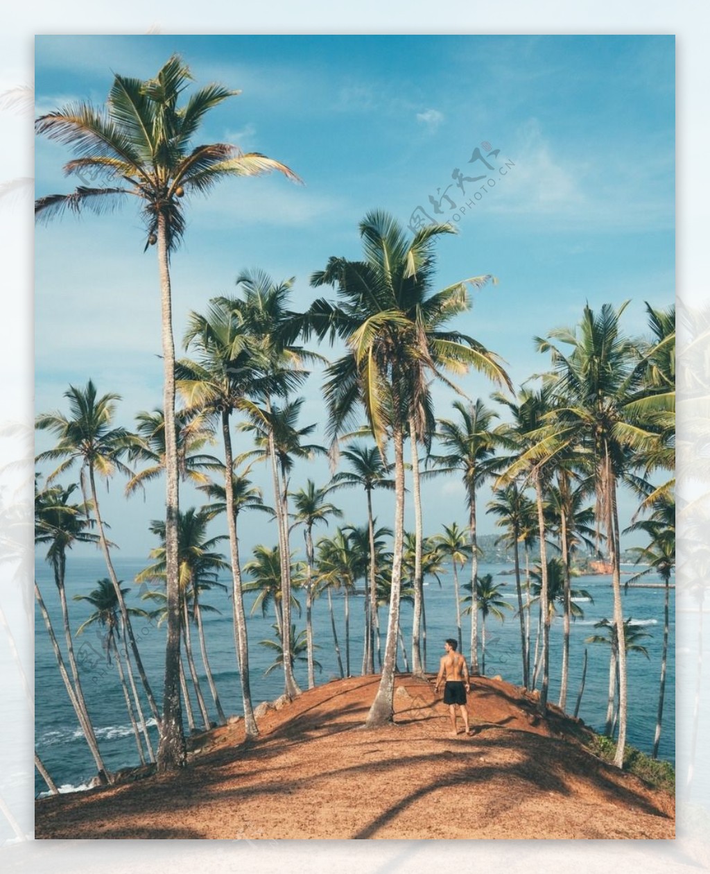 海边美丽的椰子树