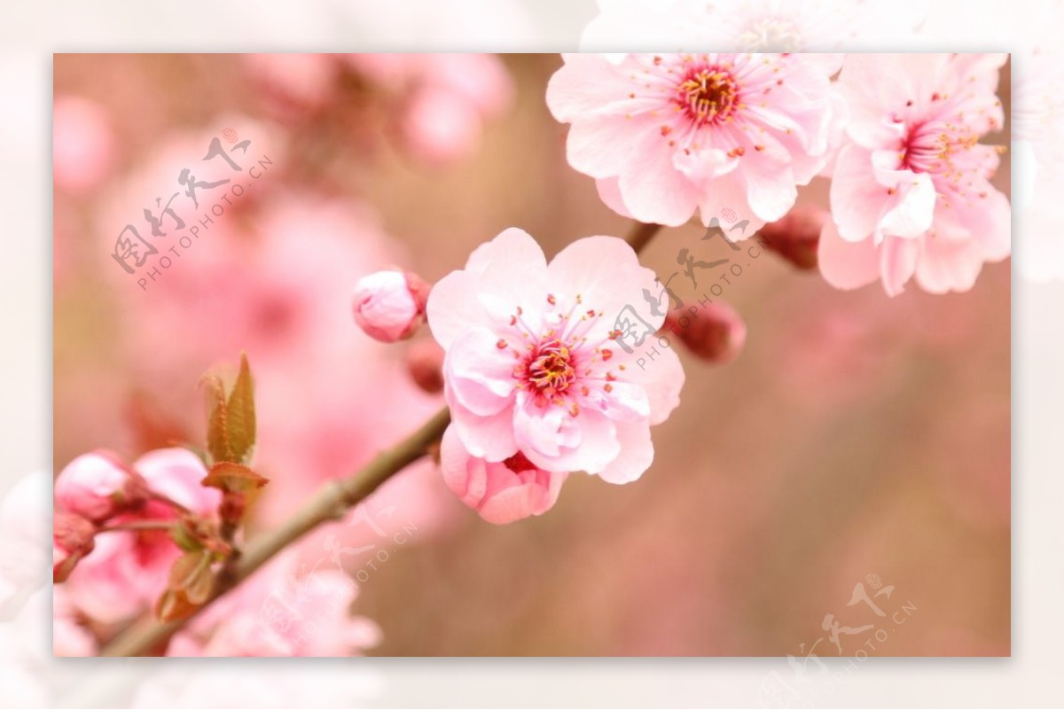 粉色的梅花图片 - 免费可商用图片 - CC0素材网