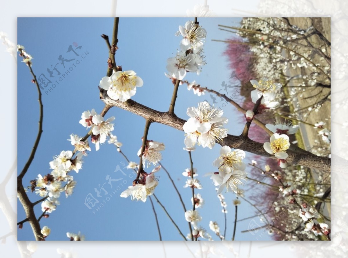 梅花花朵花枝春天