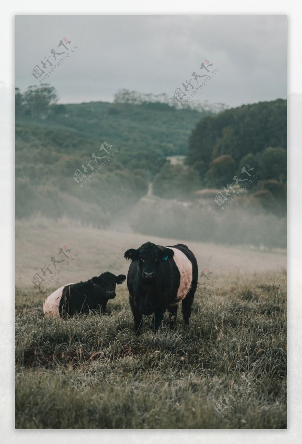 牛摄影图片牛写真壁纸