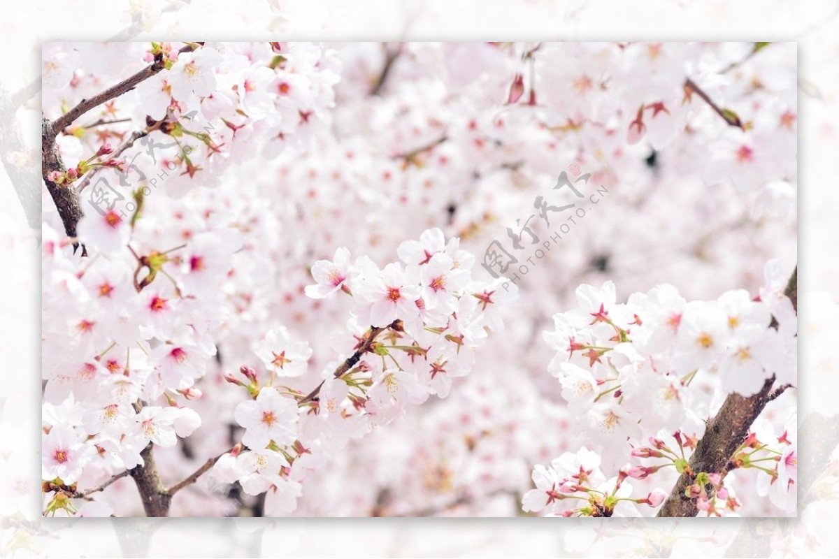 日本白色樱花高清图