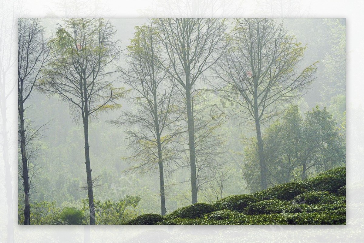雾天森林