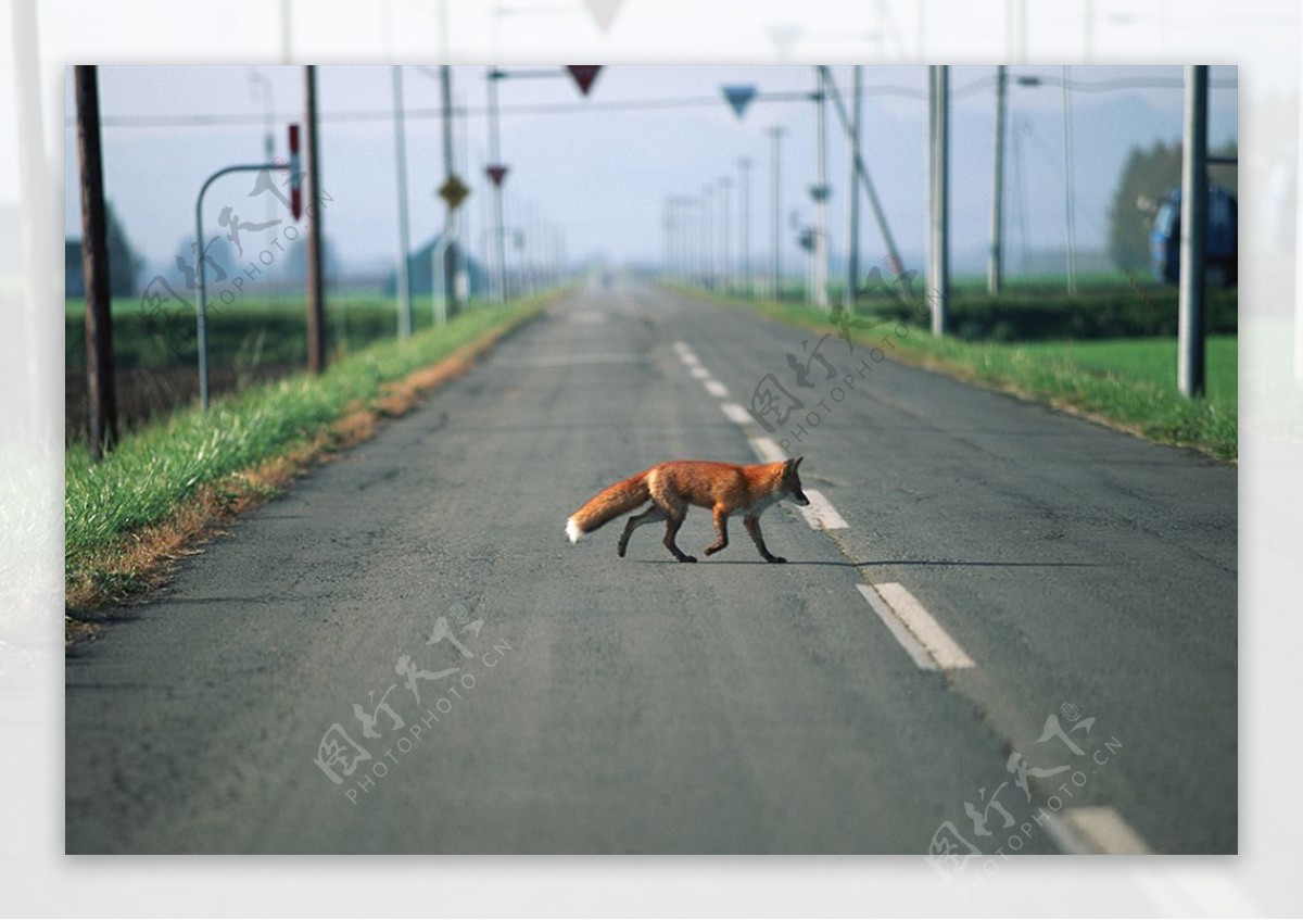 公路上的狐狸