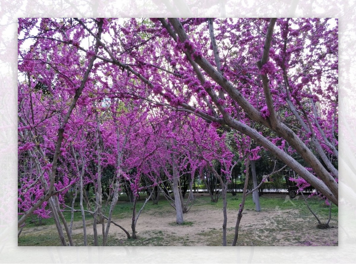 紫荆花林