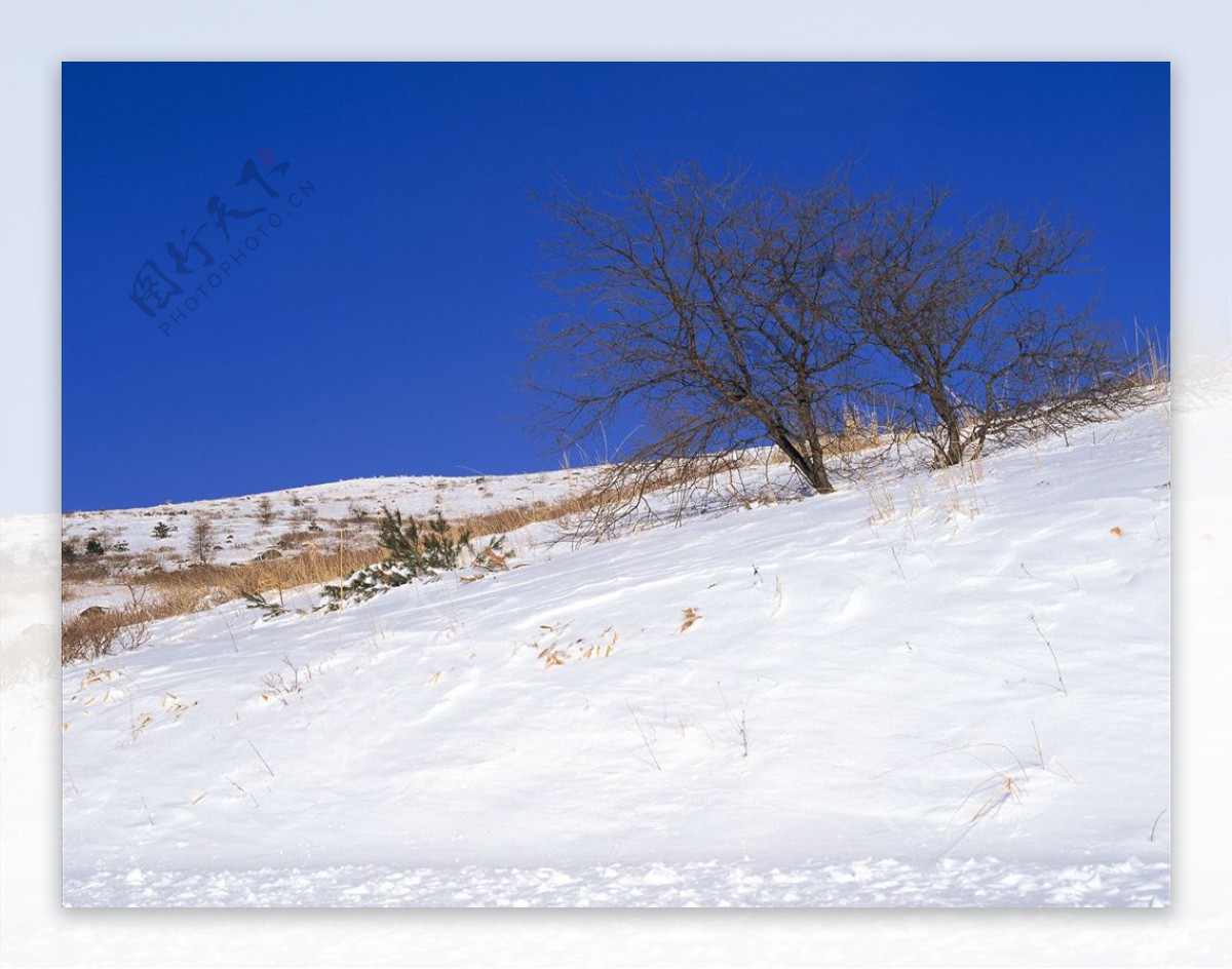 冬天雪景树林山峰清新梦