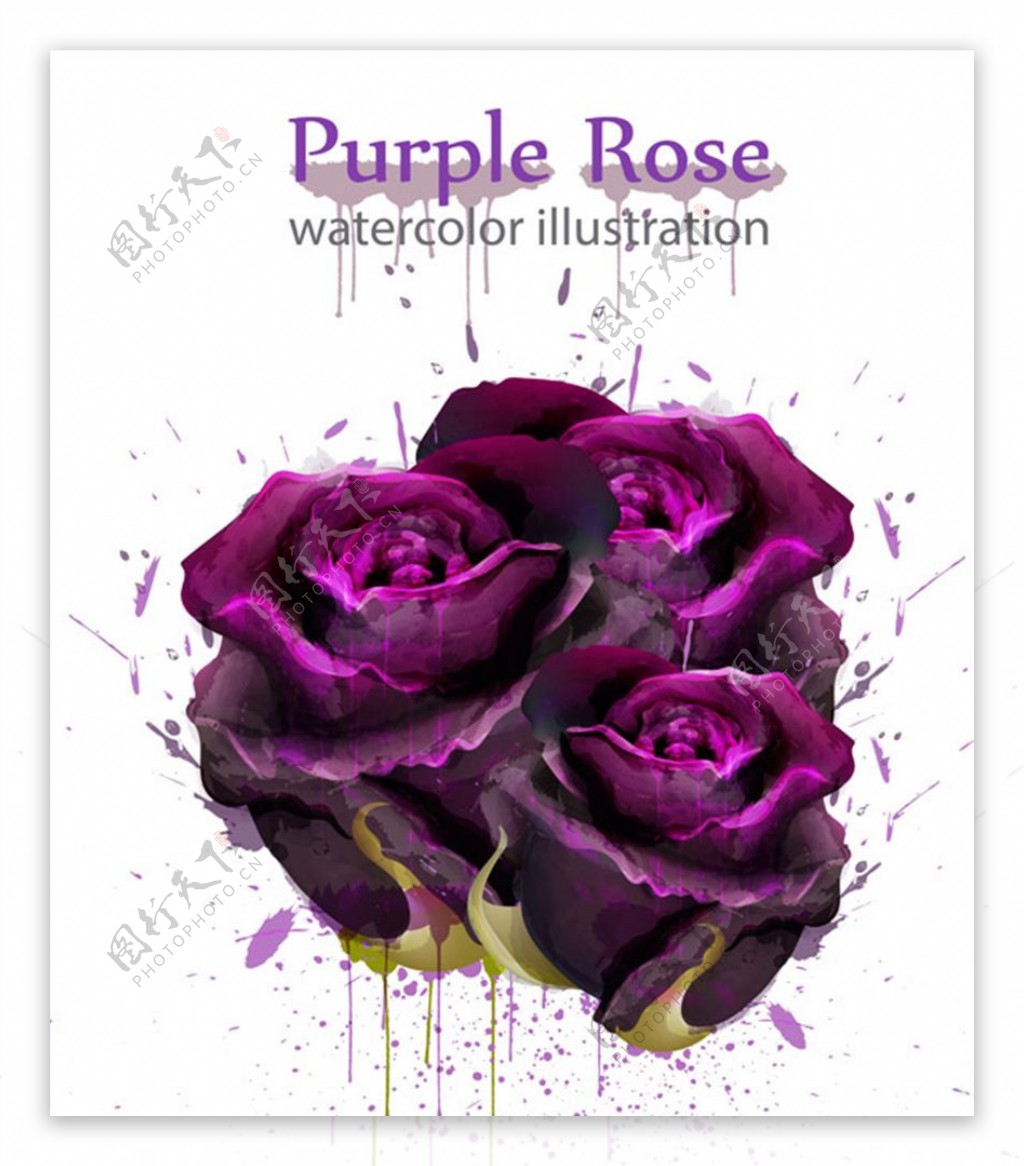紫色玫瑰花矢量素材