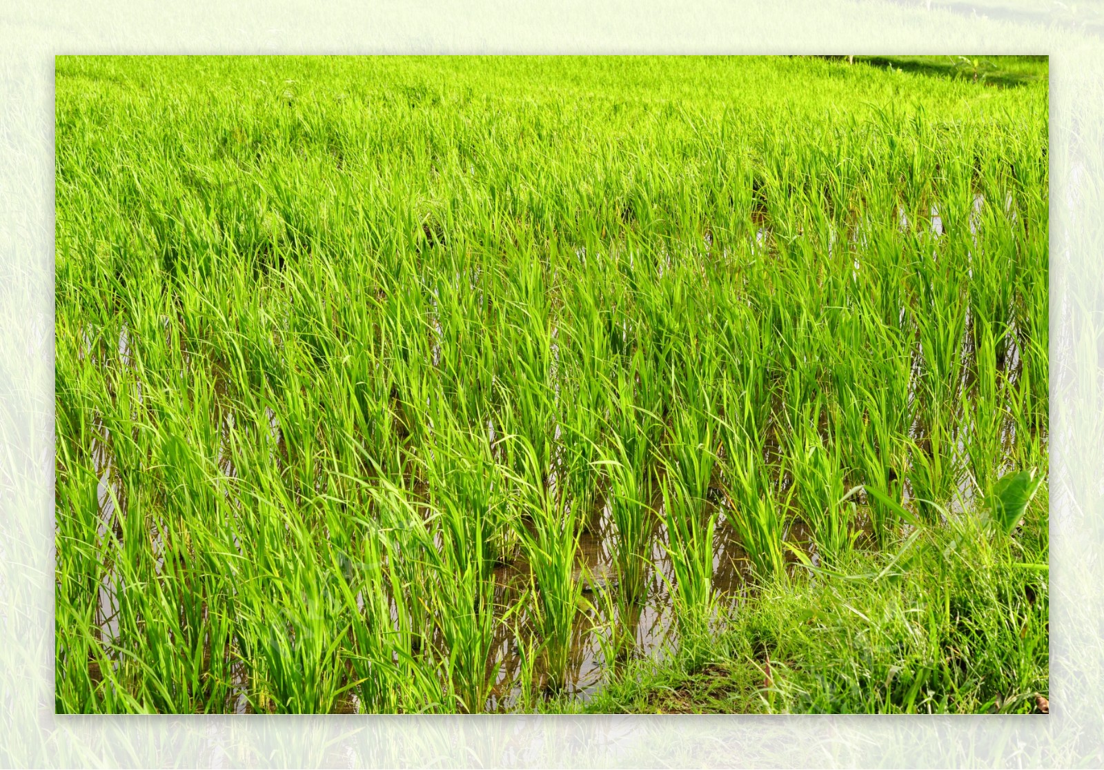 梯田的水稻