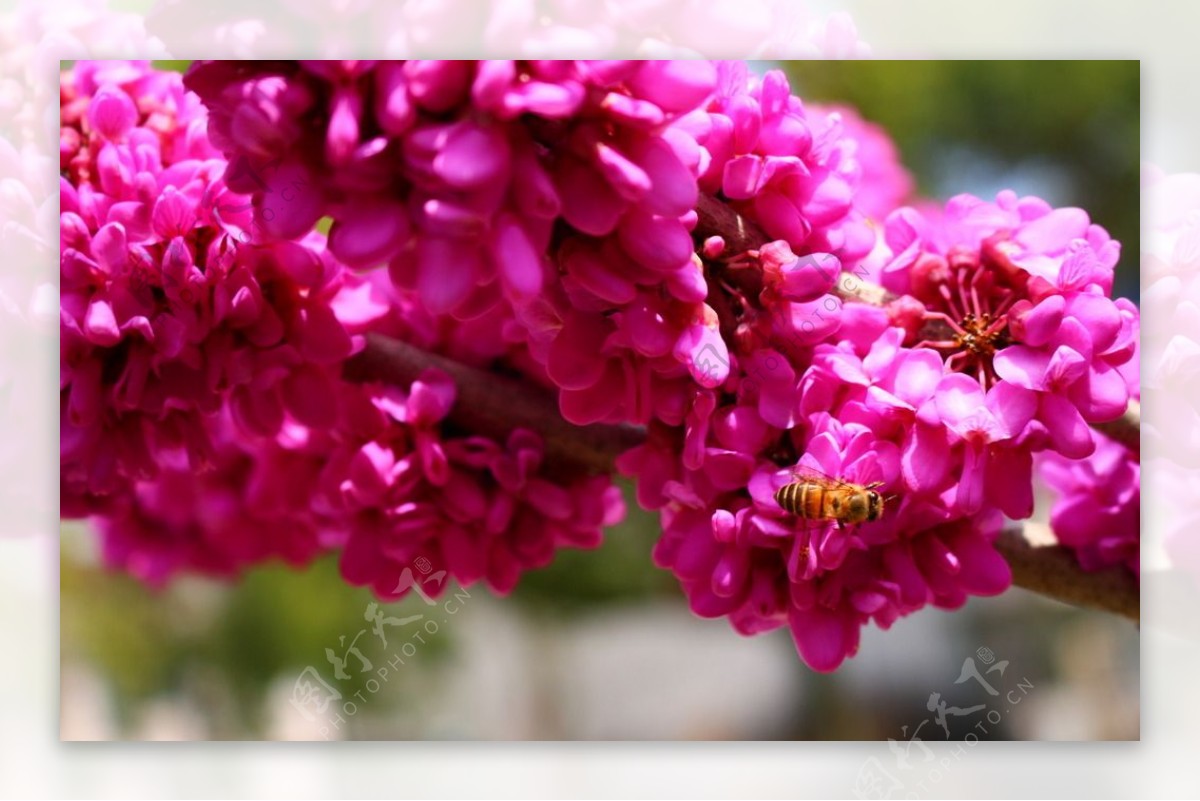 红花蜜蜂大黄蜂