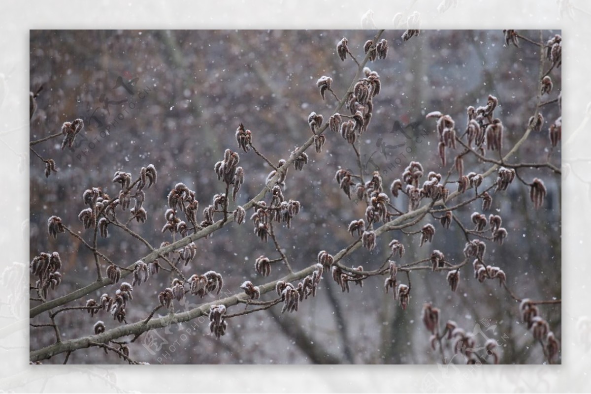 飘雪杨树花