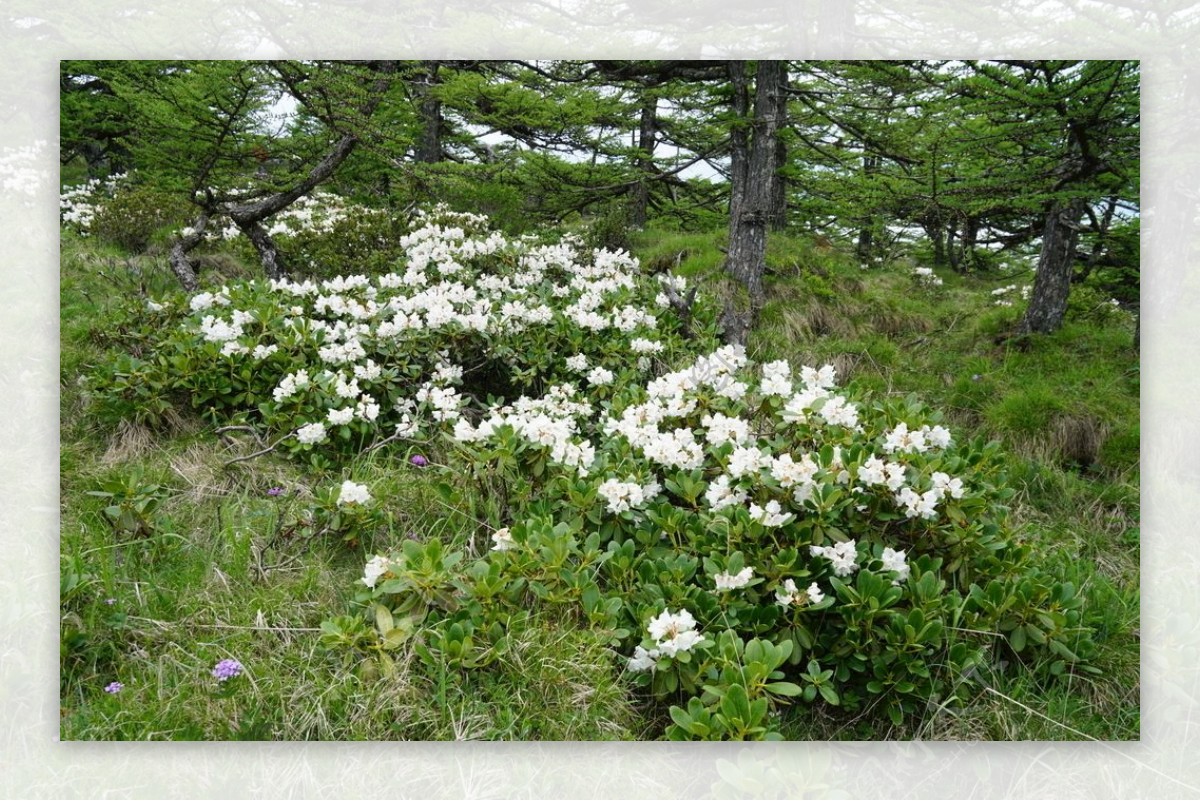 盛开的洁白花朵