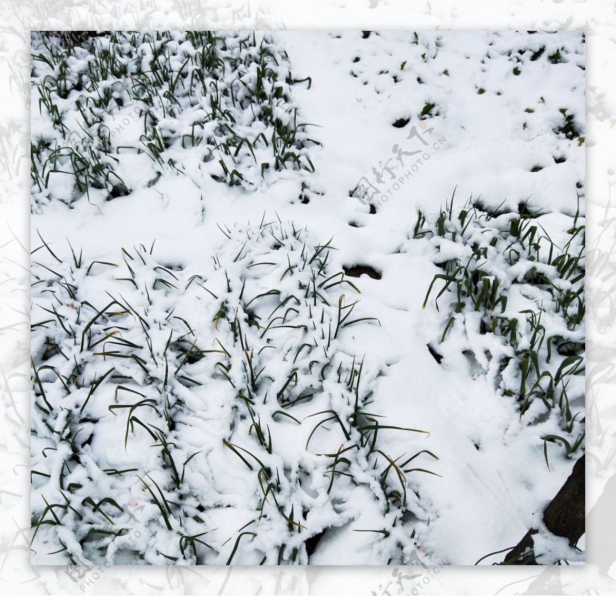 雪中的菜园