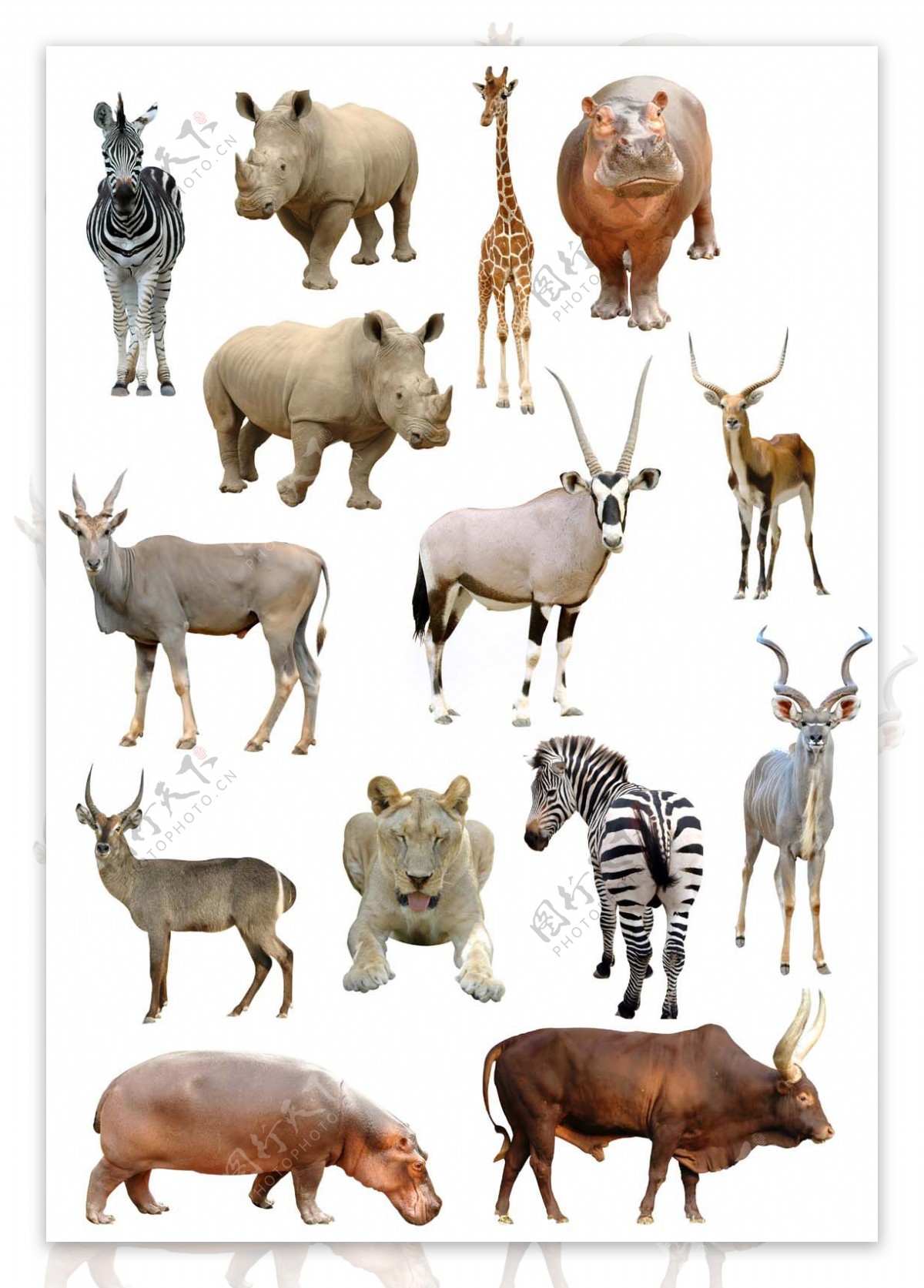 20种野生动物高清图片设计图__野生动物_生物世界_设计图库_昵图网nipic.com