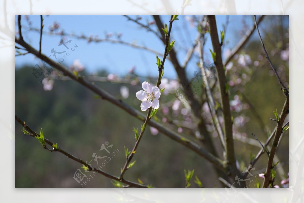 美丽的花朵