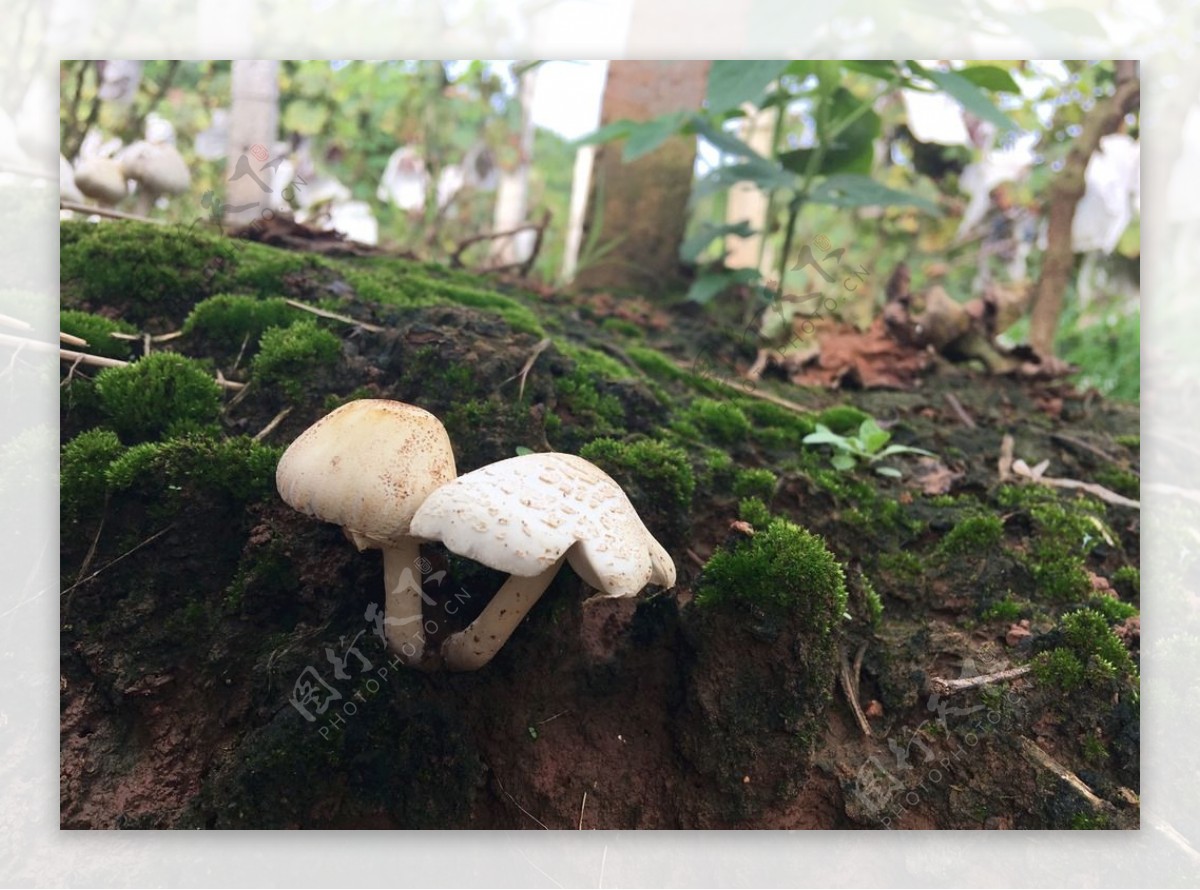 自然植物两只小蘑菇