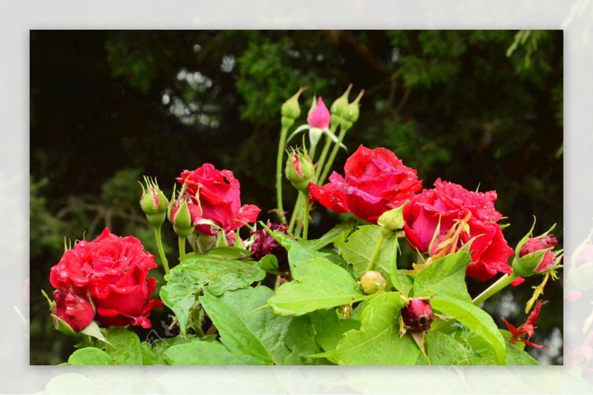 雨露月季花