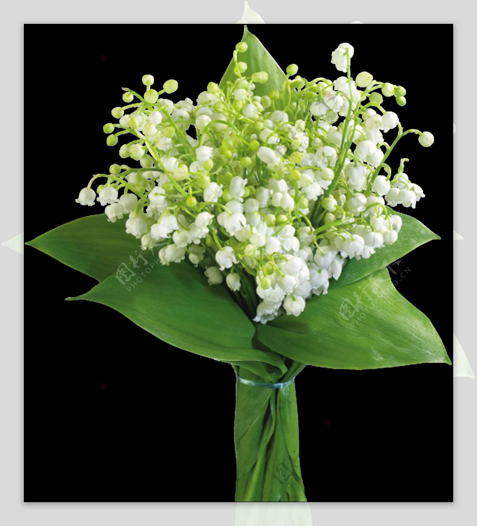 漂亮的白色铃兰花素材