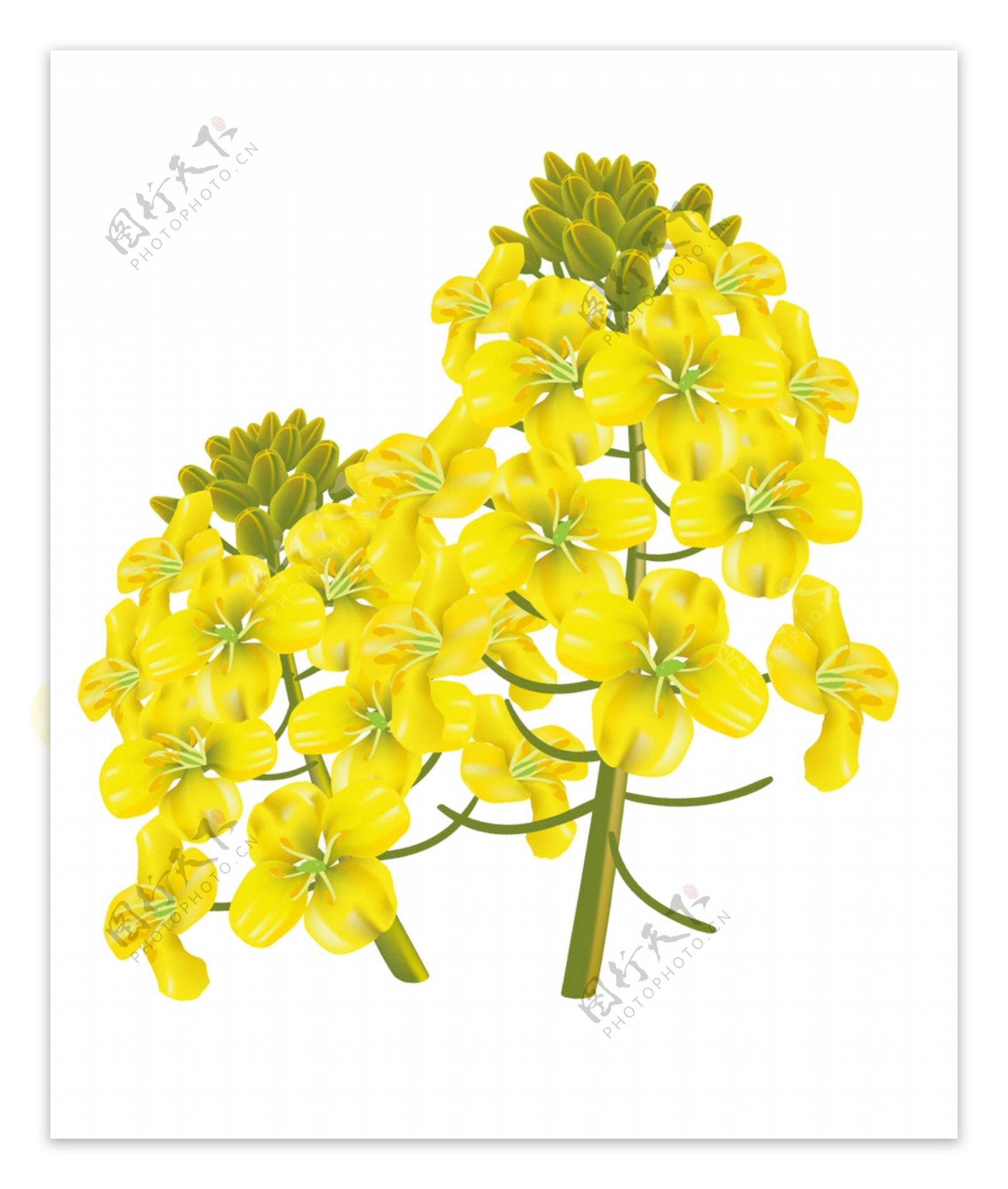 黄色花朵彩绘psd源文件