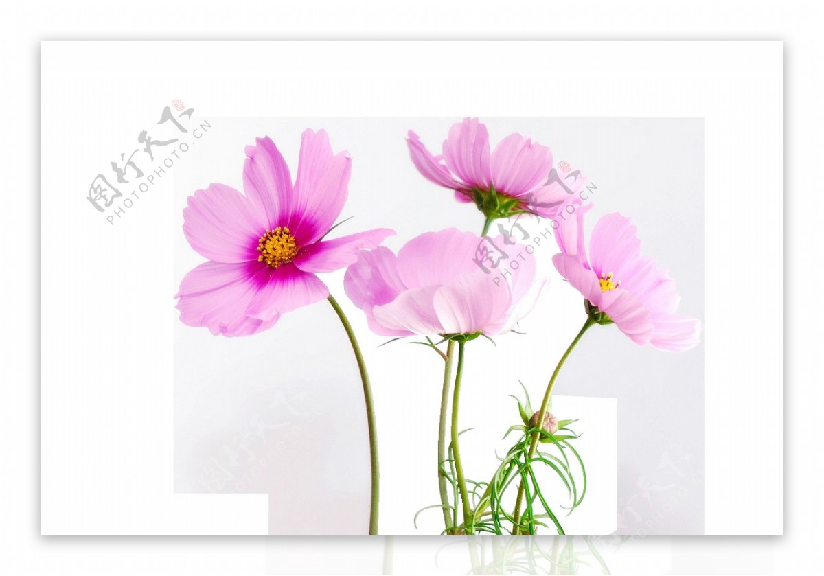 粉色鲜花花朵png元素