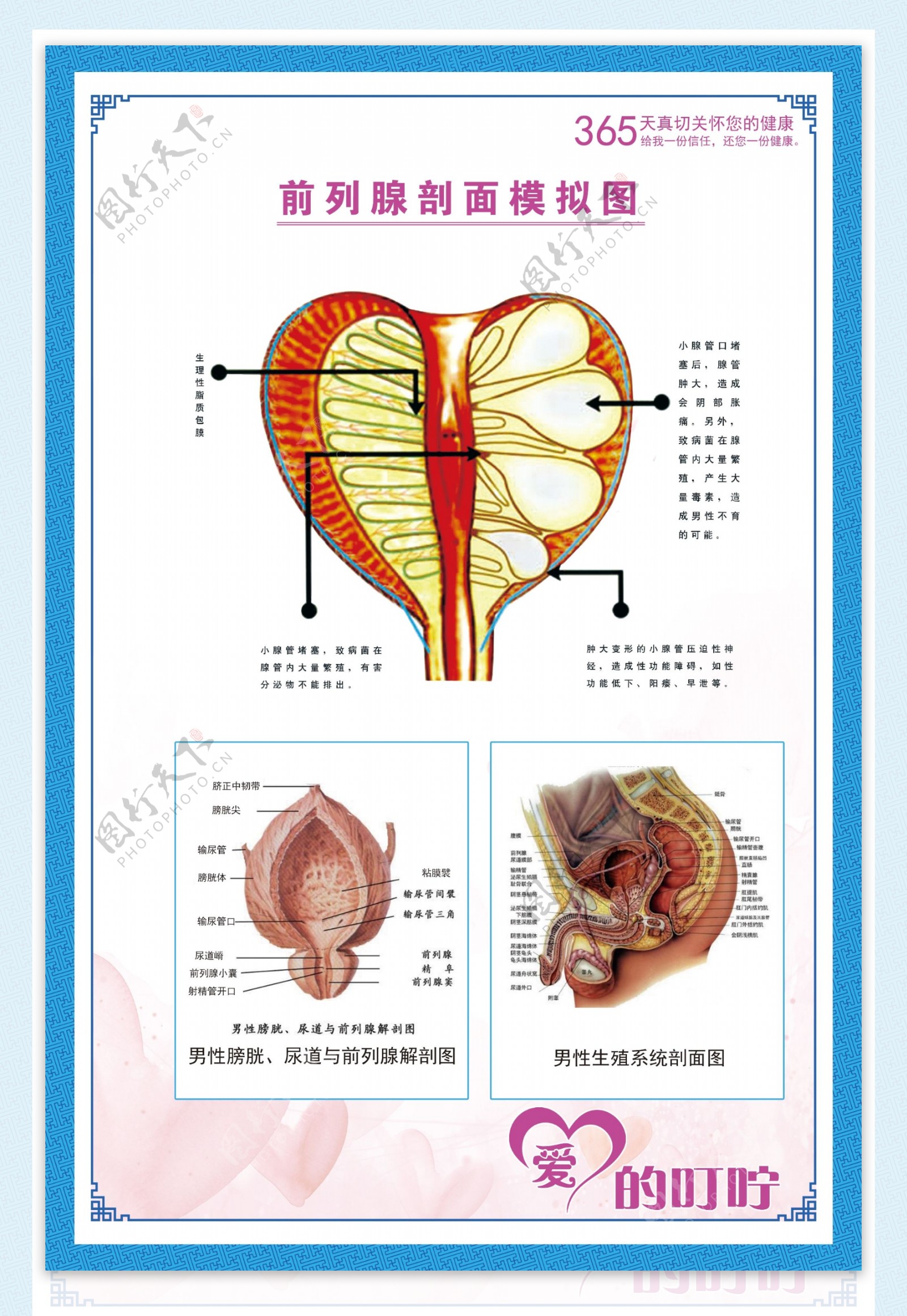 前列腺剖面示意图