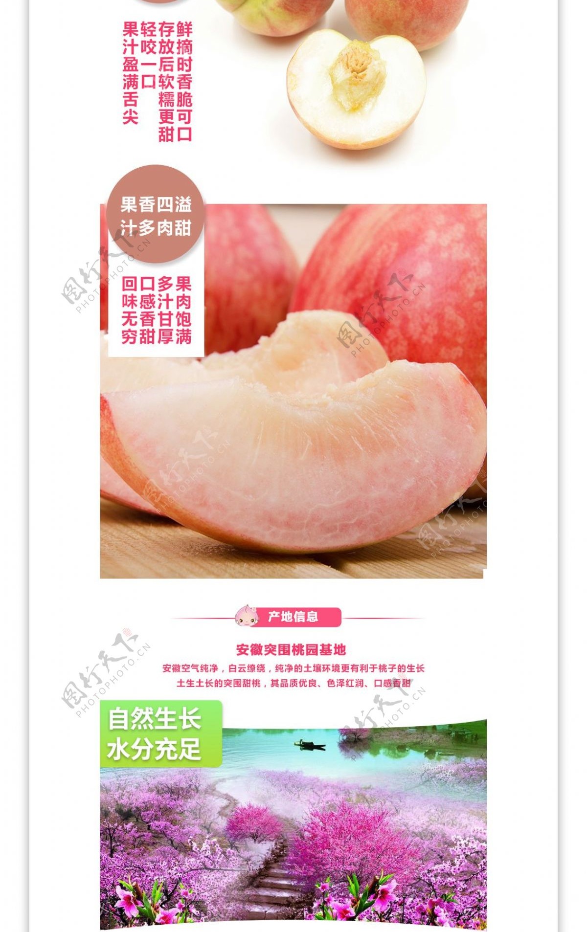 夏季突围甜桃国产新鲜水果桃子详情页模版