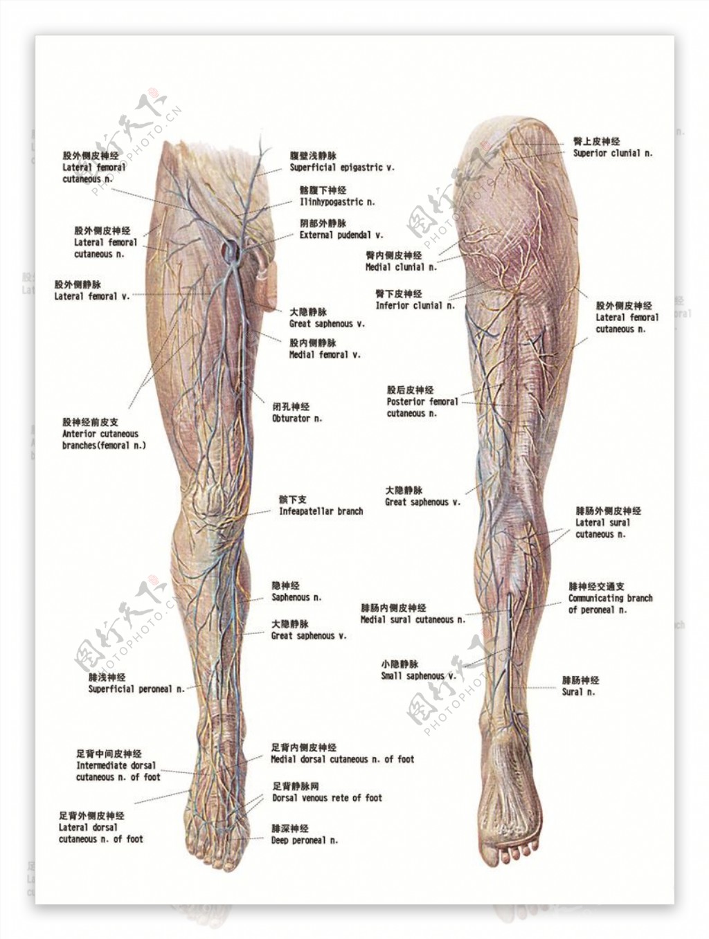 腿部静脉解剖图