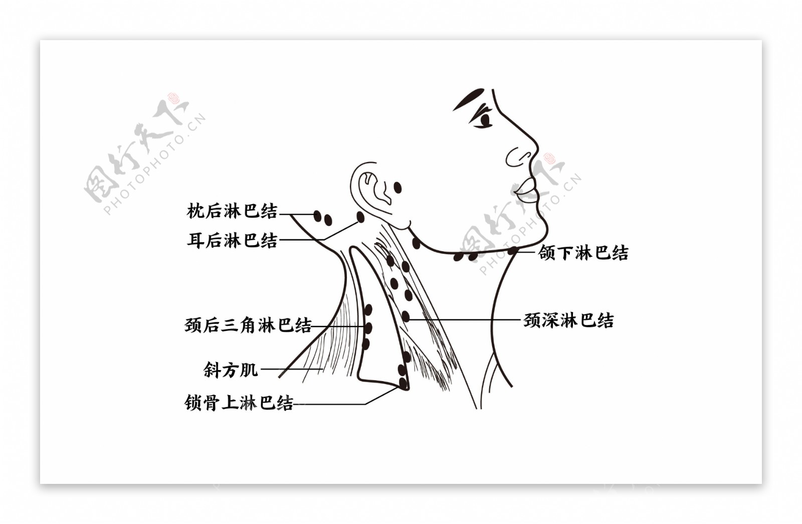 4.下颌淋巴结-长爪沙鼠组织学-图片