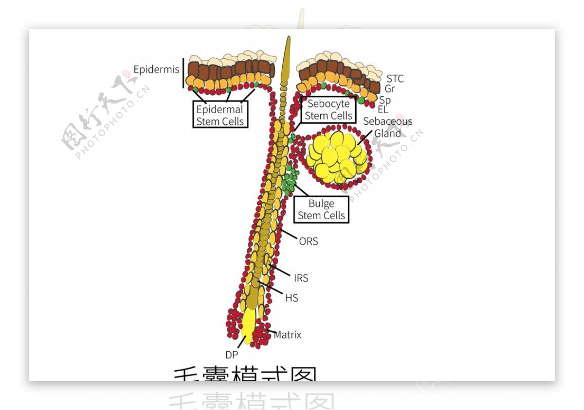 毛囊模式图