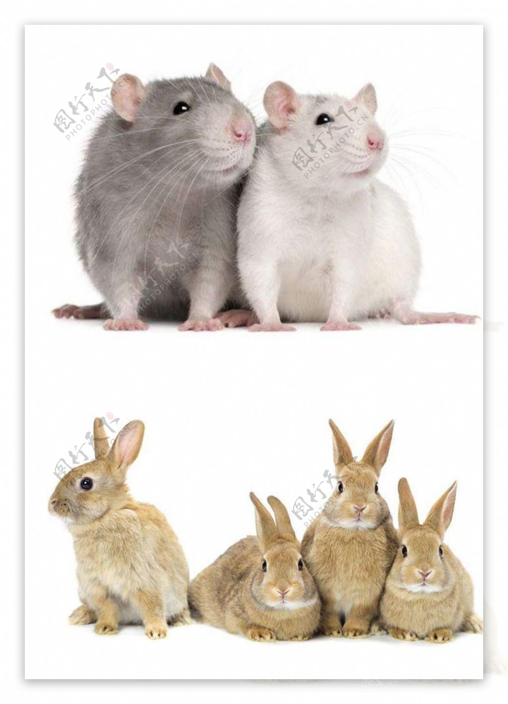 兔子老鼠抠图模板