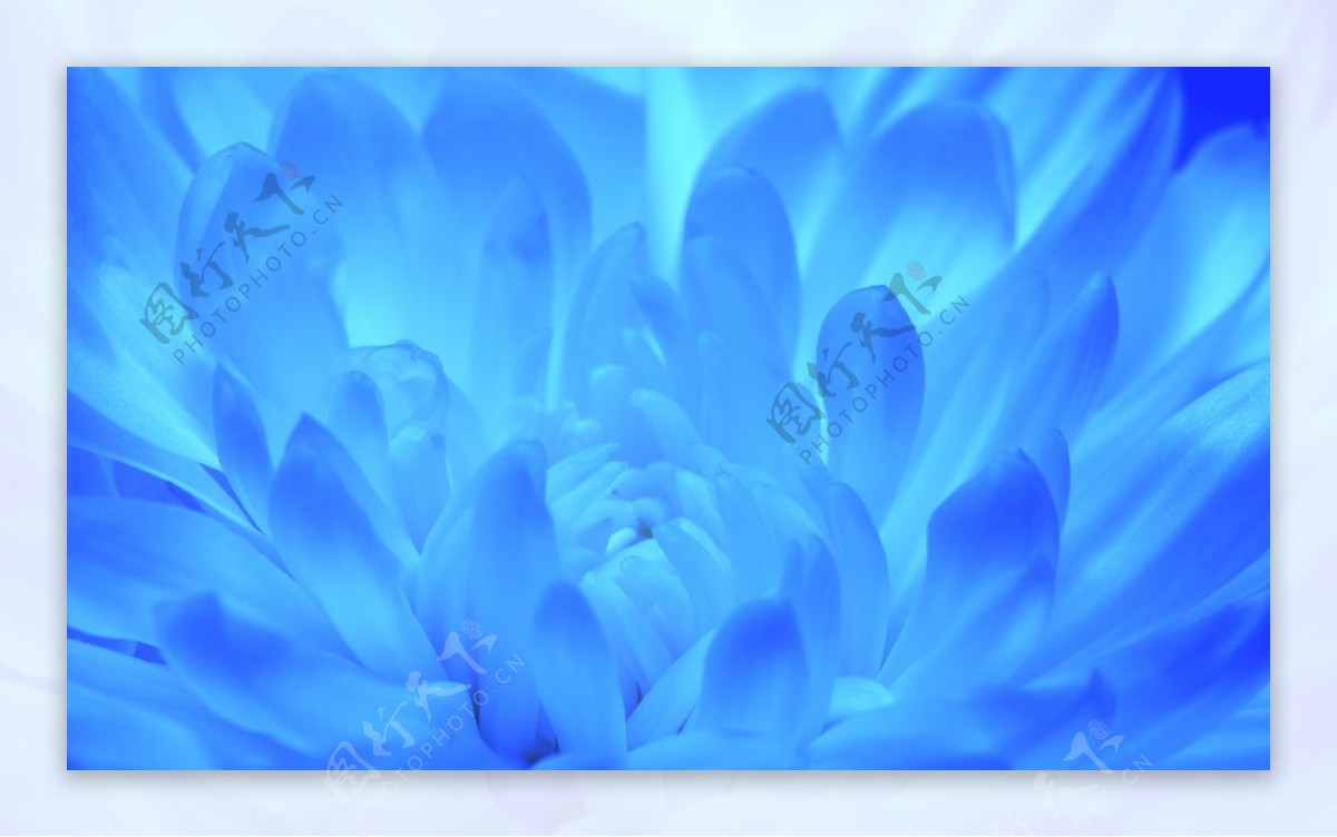 盛开的蓝色花卉背景