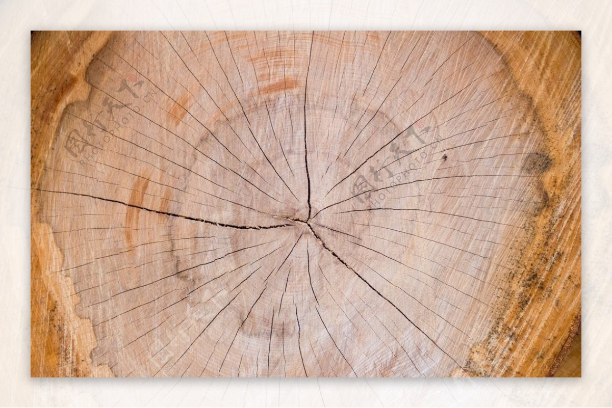 树木材横截面年轮图片素材