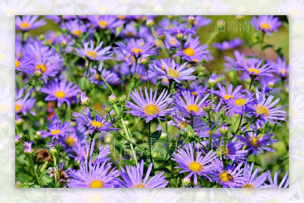 高清摄影鲜花绽放紫山菊