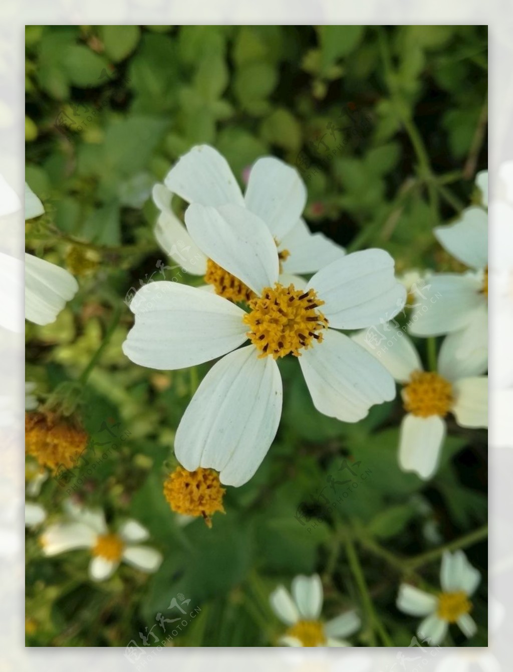 白色野花