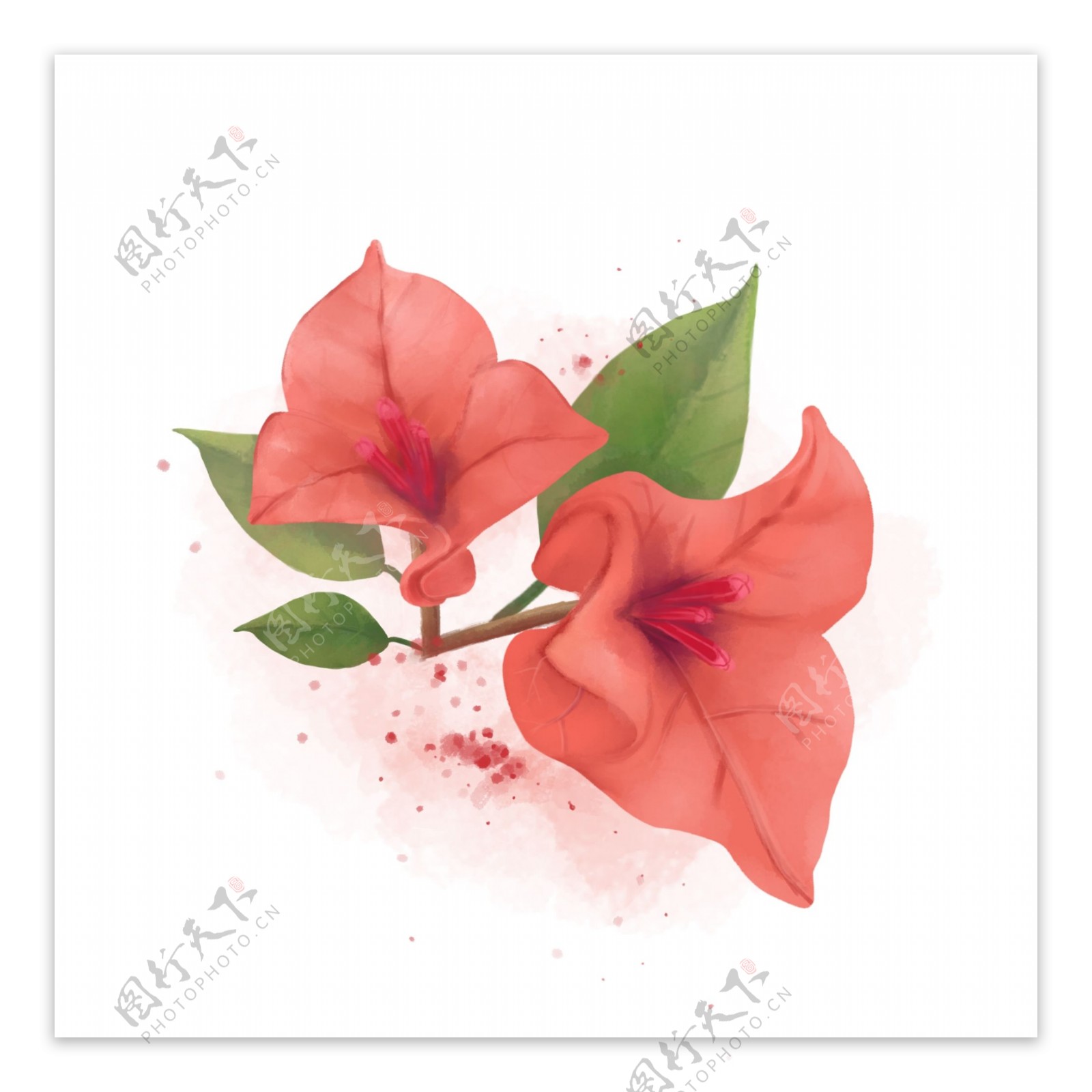 水彩花卉珊瑚红三角梅手绘珊瑚橘色花朵