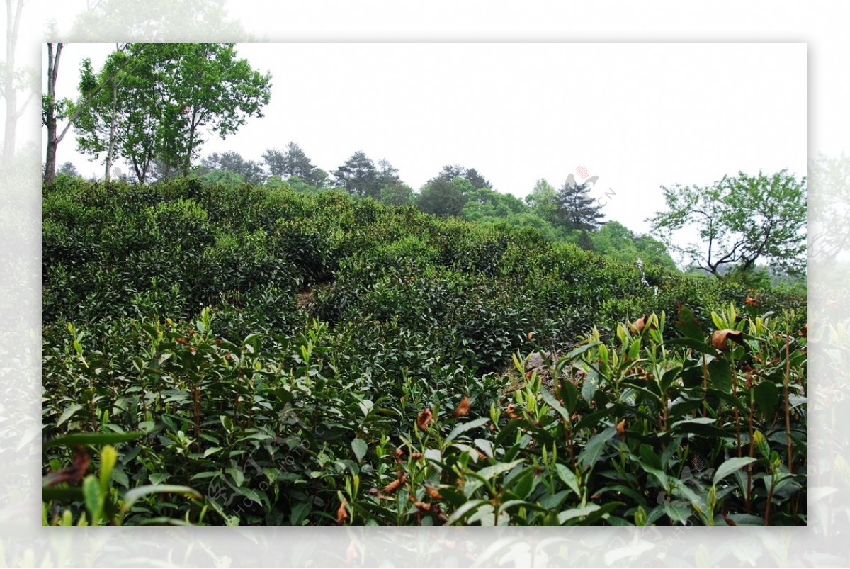徽州黄山野茶