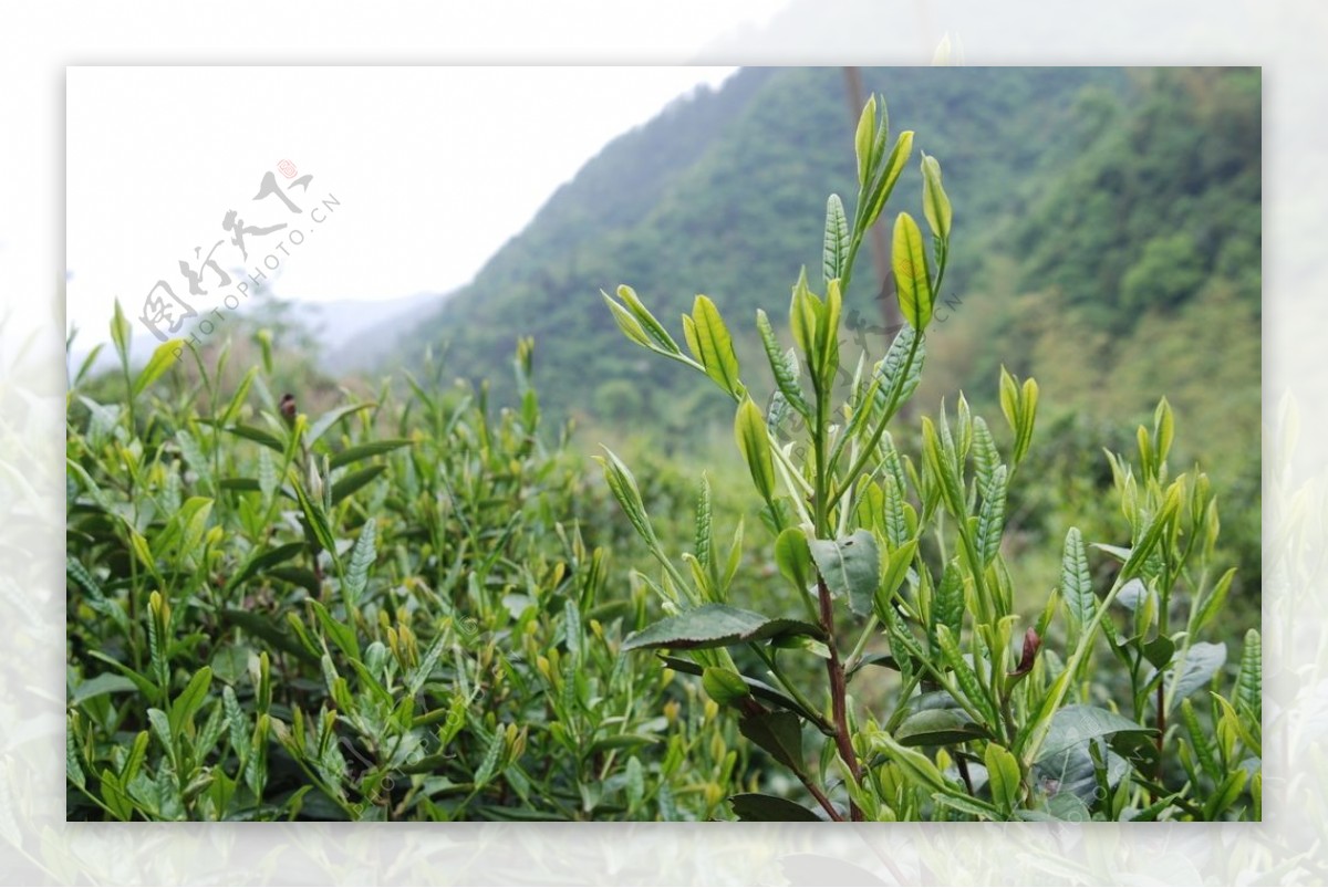 徽州黄山野茶