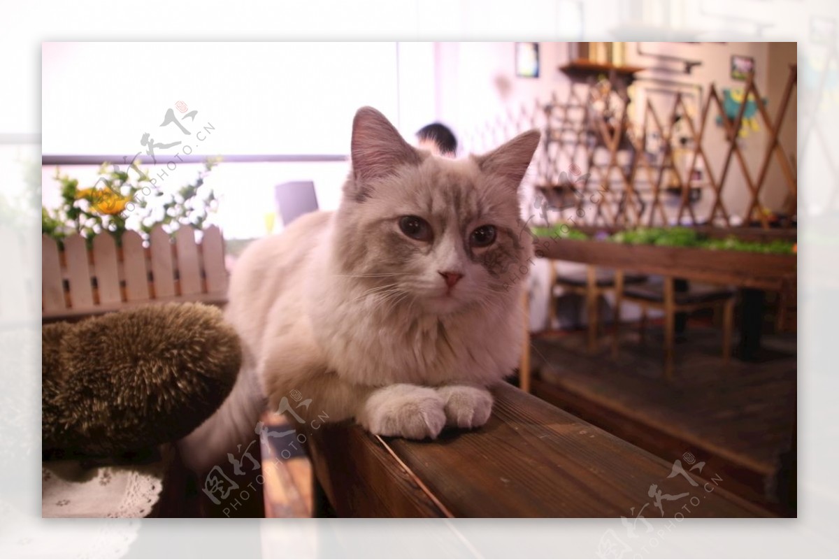 咖啡店里的猫