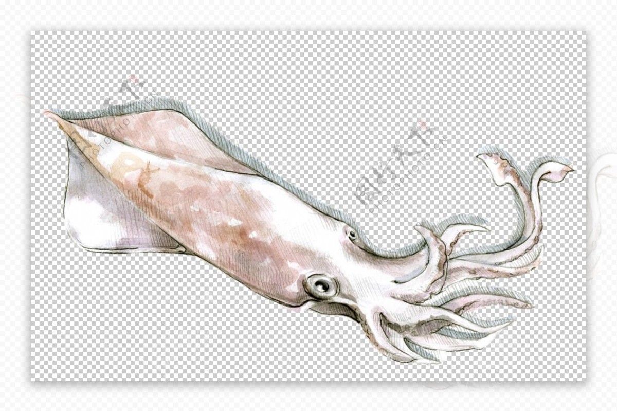 鱿鱼海产图案水彩绘画