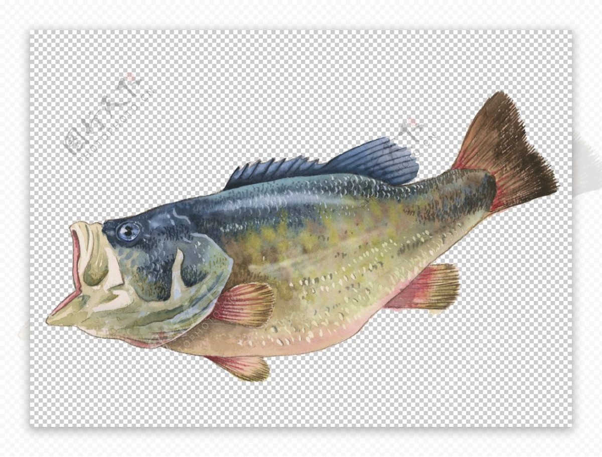 水彩绘画海鱼海产图案