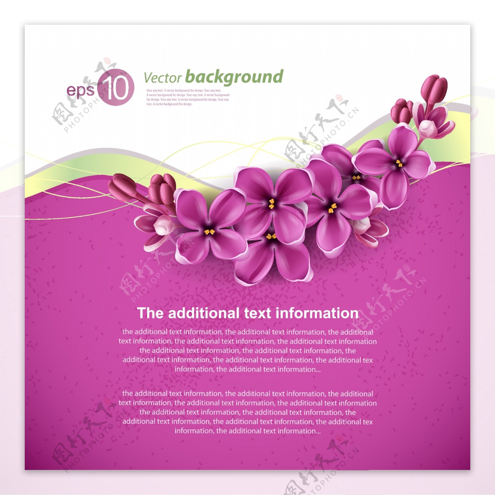 紫丁香花卉设计背景