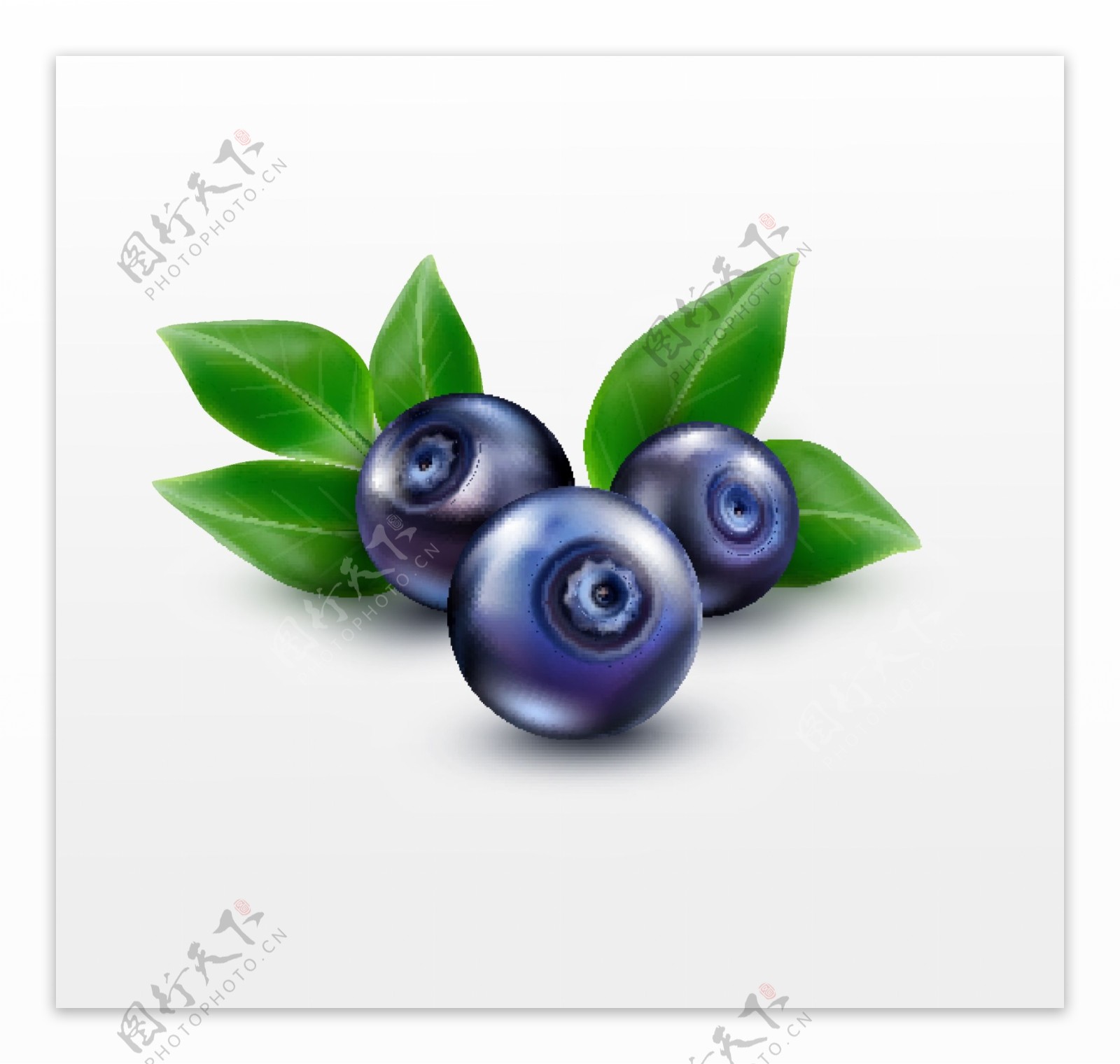 三颗蓝莓矢量水果插画