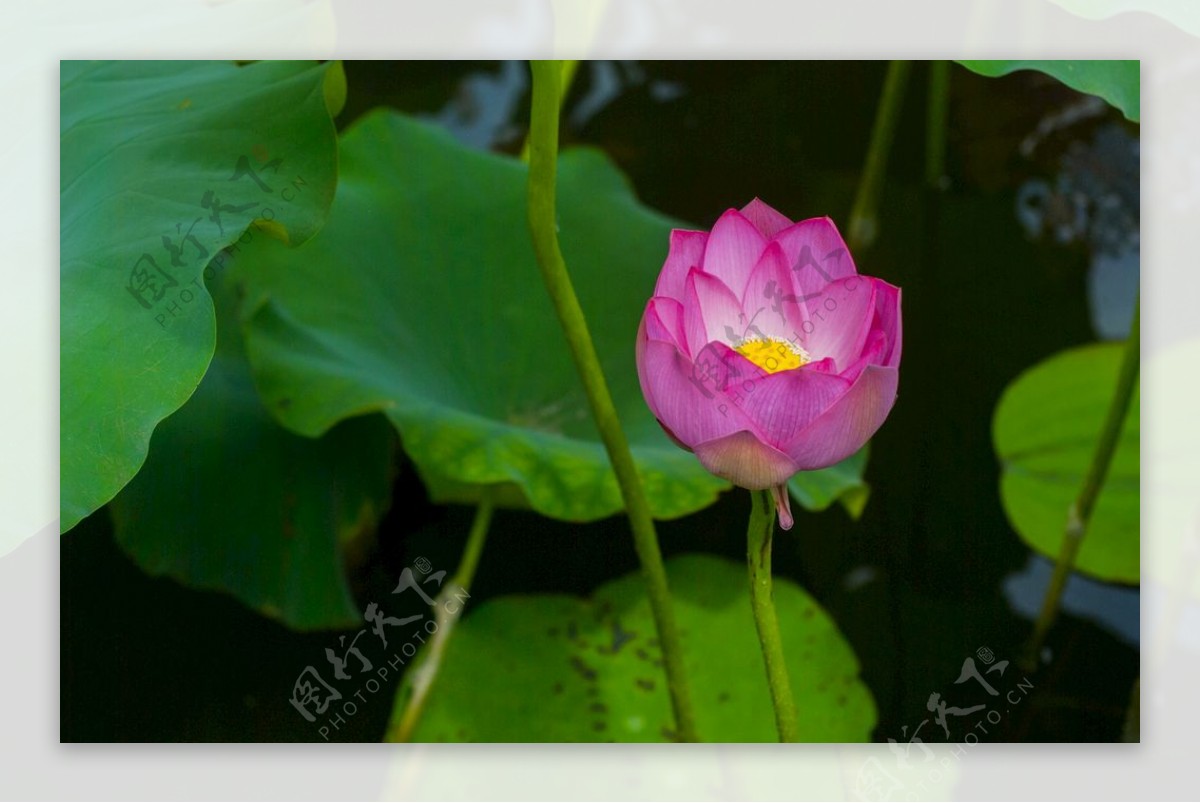 荷花荷花池池塘洪湖公园