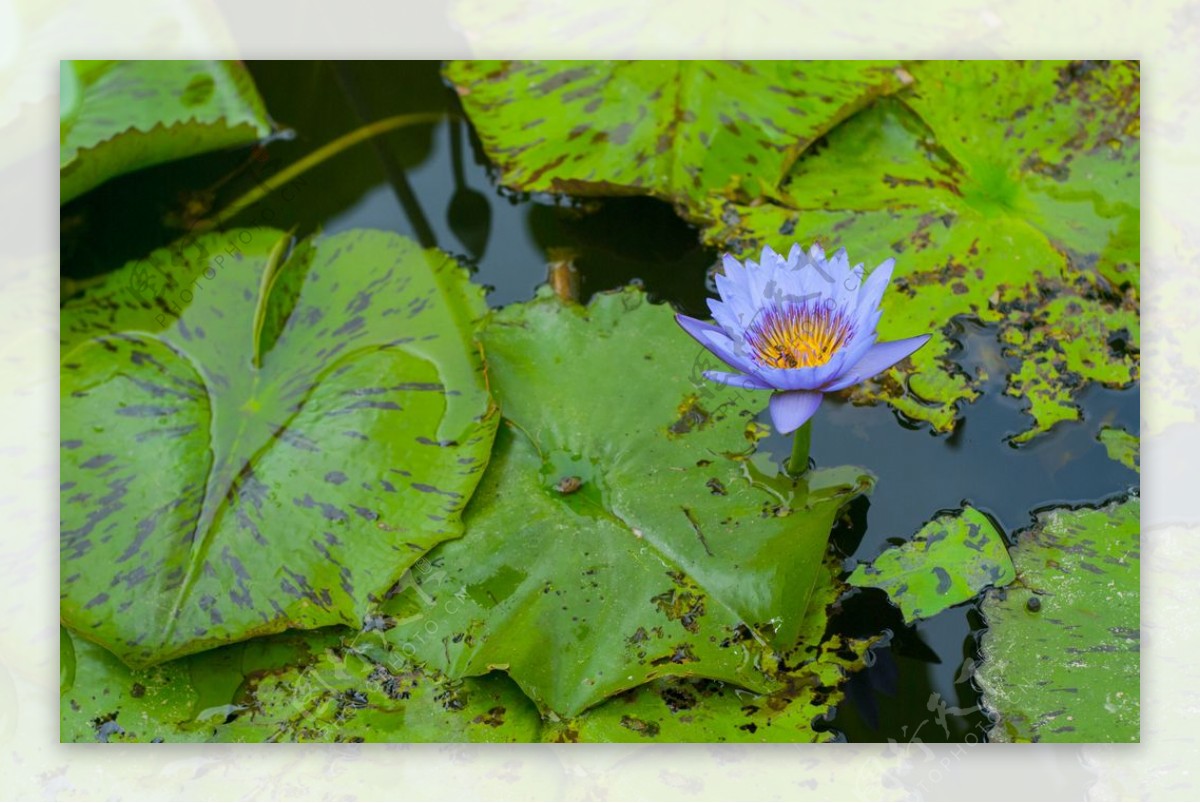 荷花荷花池池塘洪湖公园